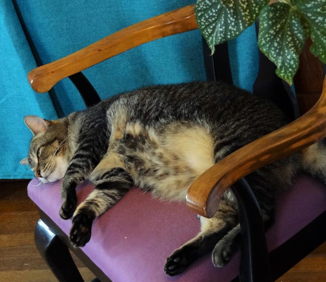 The One Cat Bed & Breakfast Brattleboro Exterior foto